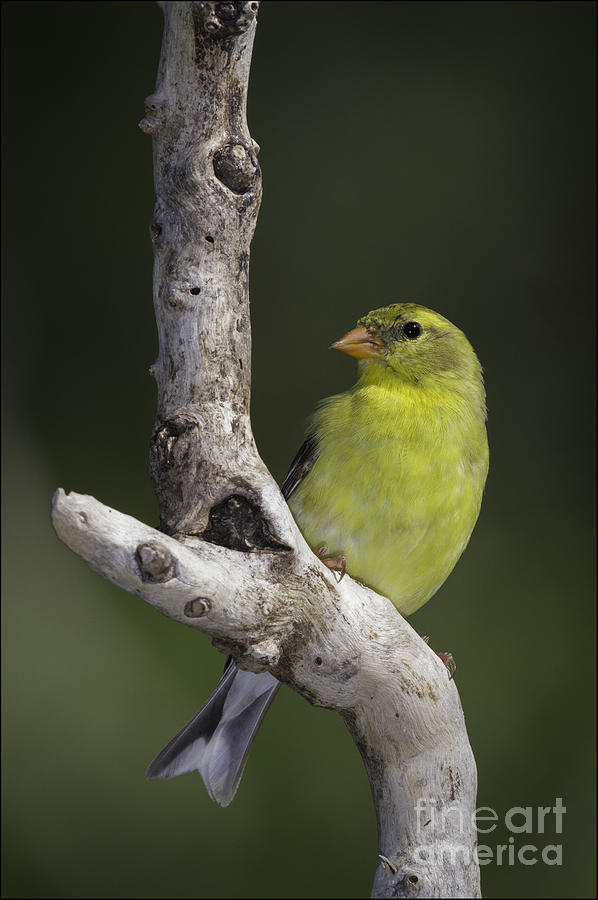 Goldfinch male by Michael Greiner Goldfinch male by Michael Greiner