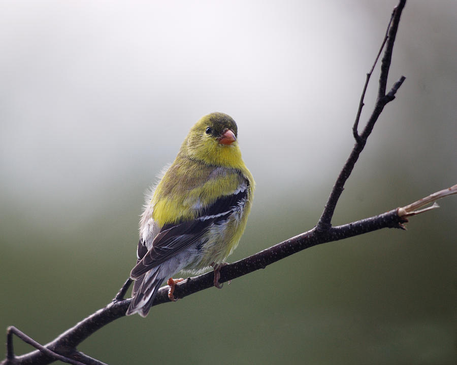 Goldfinch molting to breeding colors Photograph by Sue Capuano