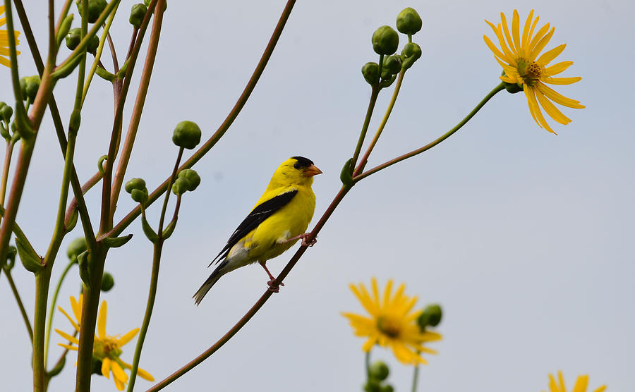 Goldfinch on a beautiful yellow flowers stalk Photograph by Chris ...