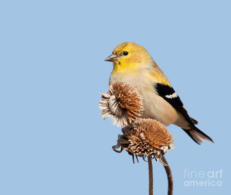 Goldfinch on dry sunflower head Photograph by Sari ONeal