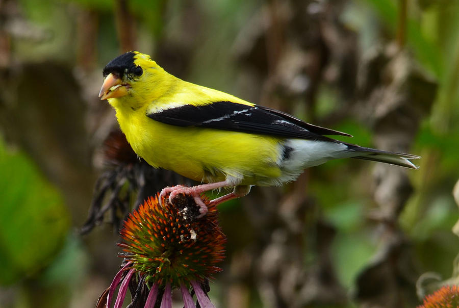 Goldfinch On Echinacea Photograph by Chris Tennis - Fine Art America