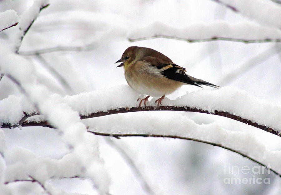 Goldfinch on Snowy Branches Photograph by Karen Adams