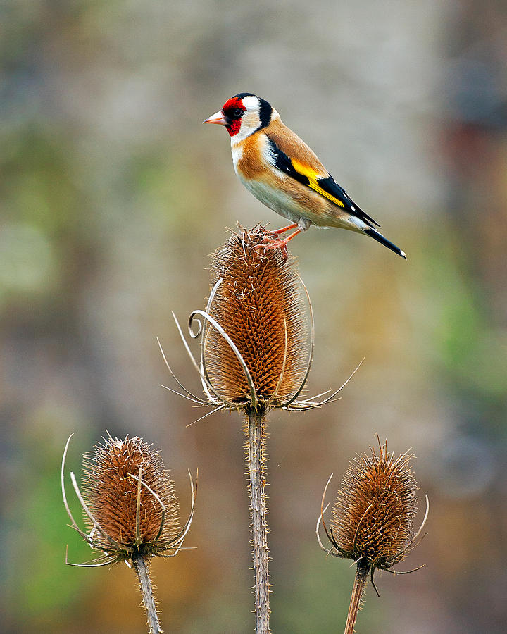Nature Photograph - Goldfinch on Teasel head. by Paul Scoullar