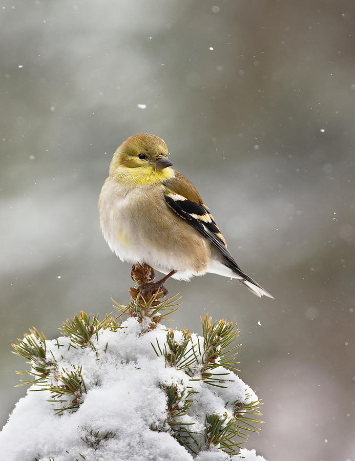 Goldfinch in the Snow Photograph by Jim Zablotny