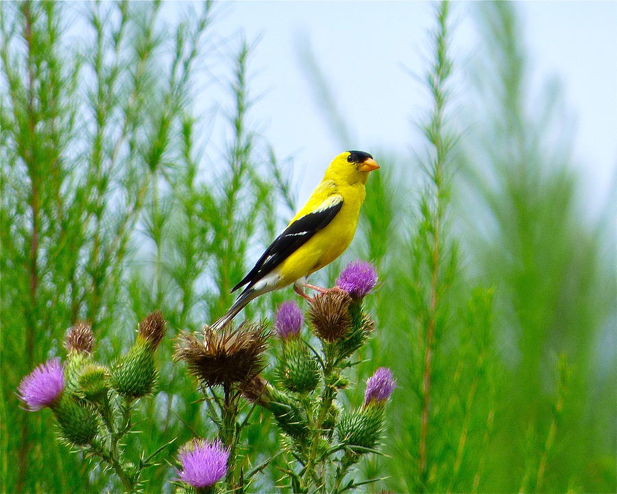 Goldfinch on Thistle Photograph by Jean Wright