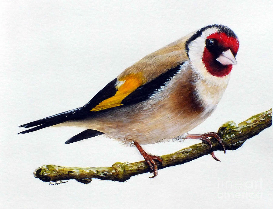 The goldfinch картина