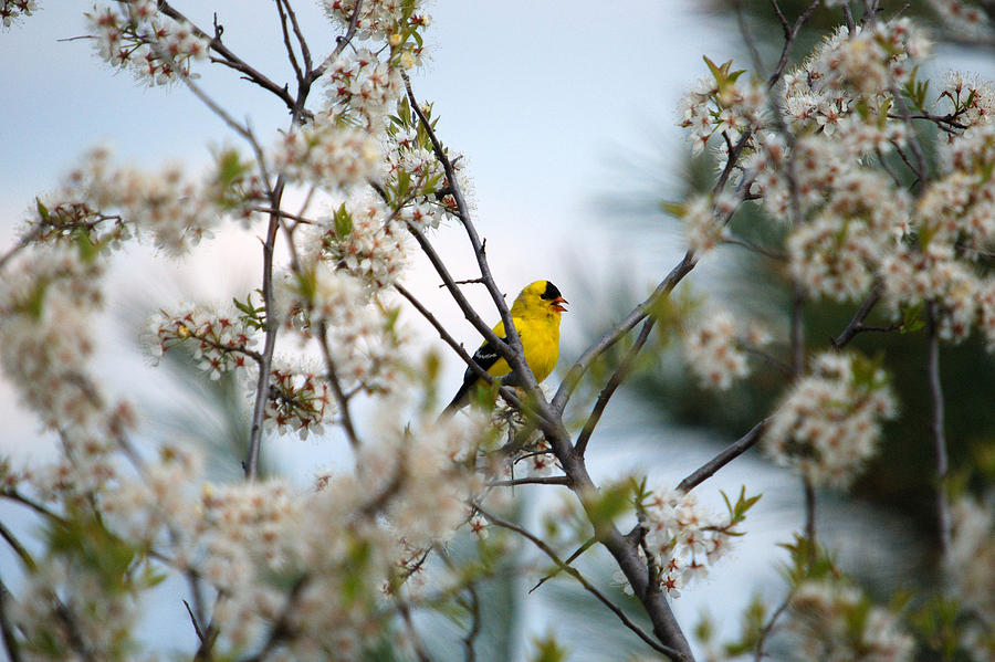 Goldfinch Singing In The Blossoms Photograph by Janice Adomeit