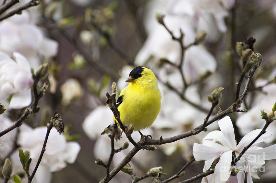 Goldfinch Spring - D008418 Photograph by Daniel Dempster