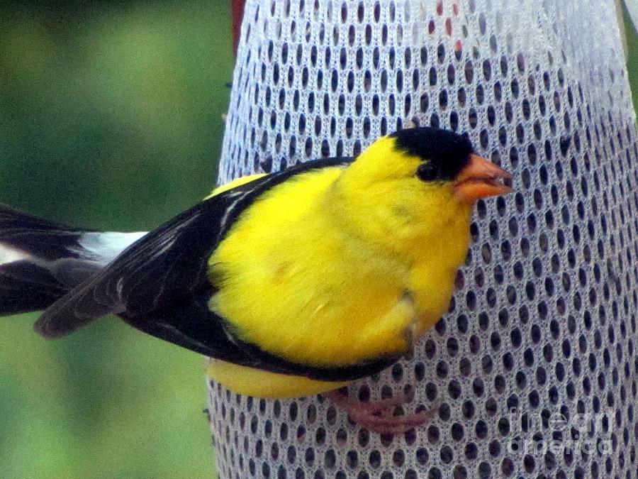 Goldfinch - State - Bird Photograph by Susan Carella
