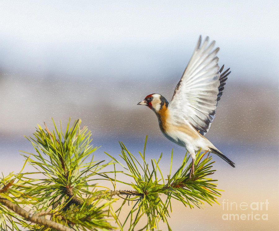 Goldfinch taking off Digital Art by Liz Leyden
