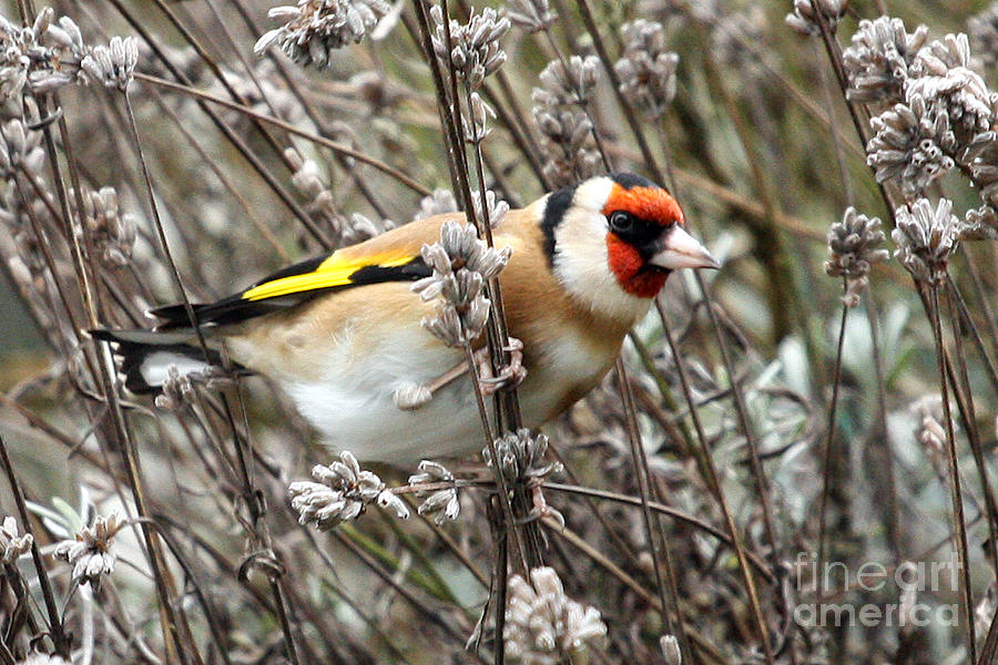 Finch Photograph - Goldfinch by Terri Waters