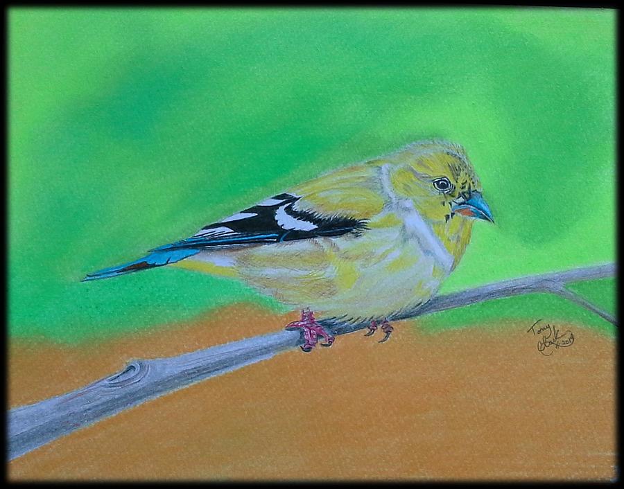 Bird Drawing - Goldfinch by Tony Clark