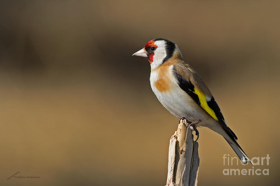 Finch Photograph - Goldfinch  by Torbjorn Swenelius