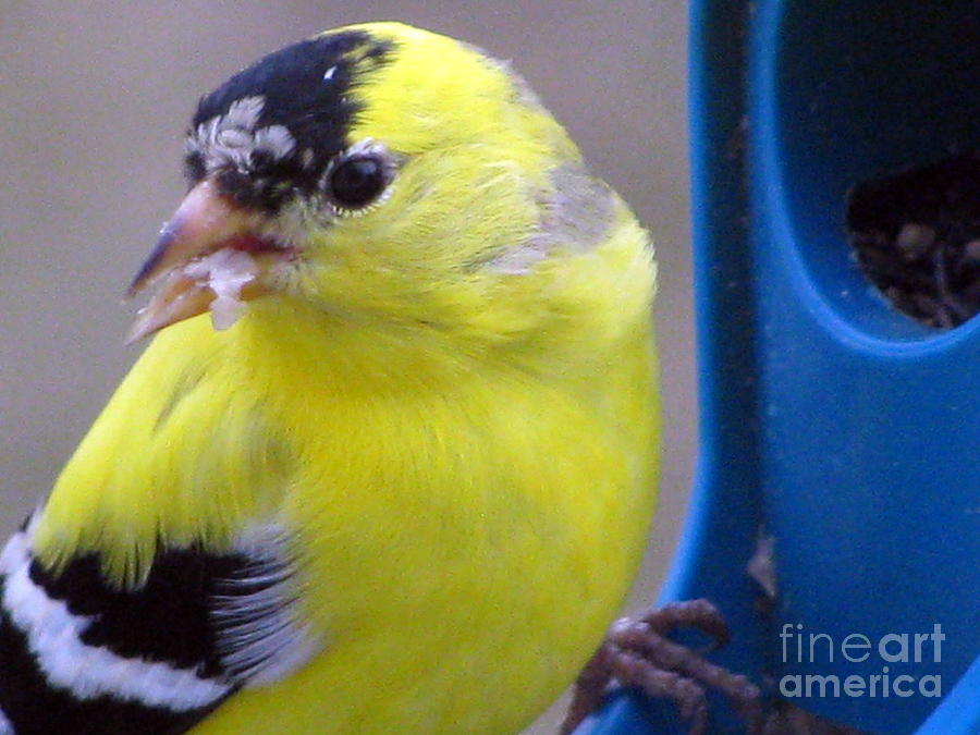Bird Photograph - Goldfinch Up Close and Personal by Corinna Garza
