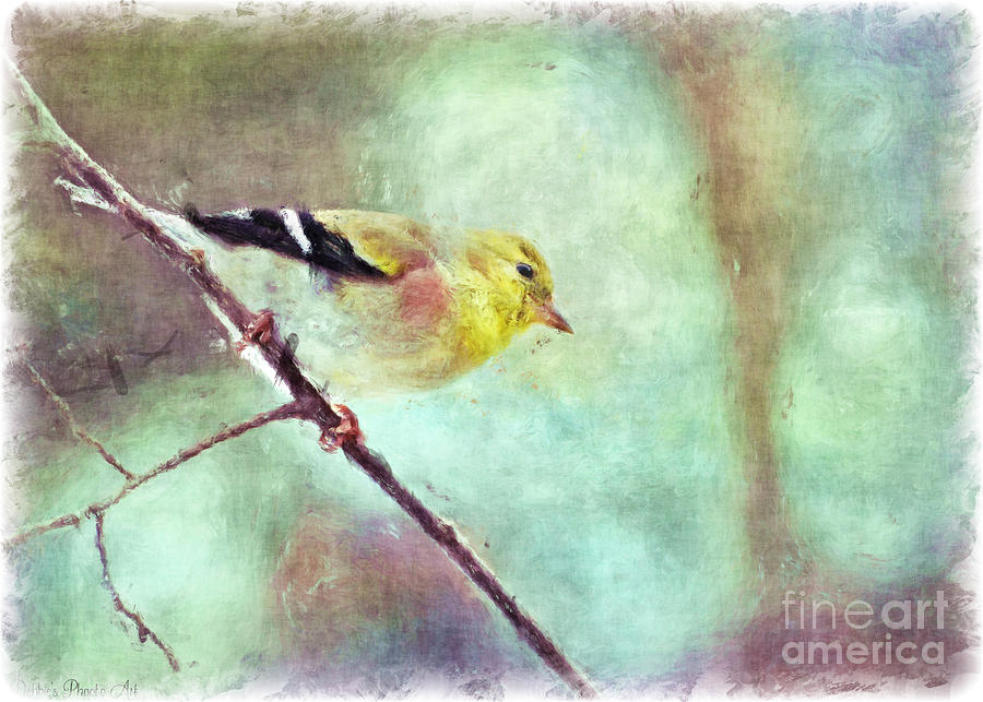 Goldfinch with rosy shoulder - Digital paint I Photograph by Debbie Portwood