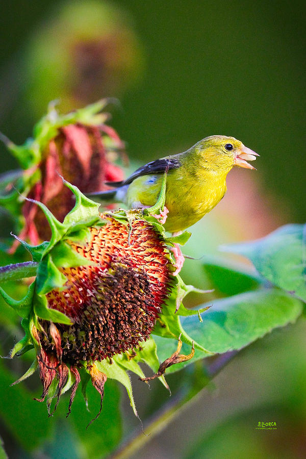 Goldfinch With Sunflower 1 Photograph by Steven Llorca