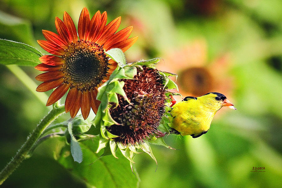 Goldfinch With Sunflower 2 Photograph by Steven Llorca