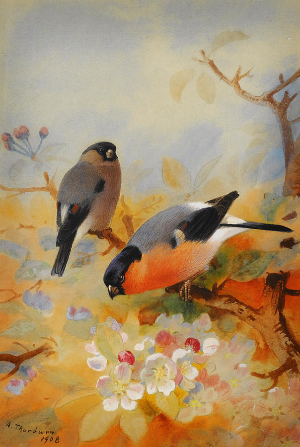 GOLDFINCHES and BULLFINCHES Painting by Celestial Images