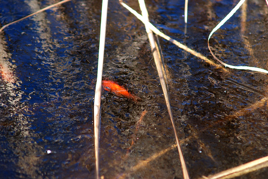 Goldfish Abstract In Ice Photograph by Janice Adomeit