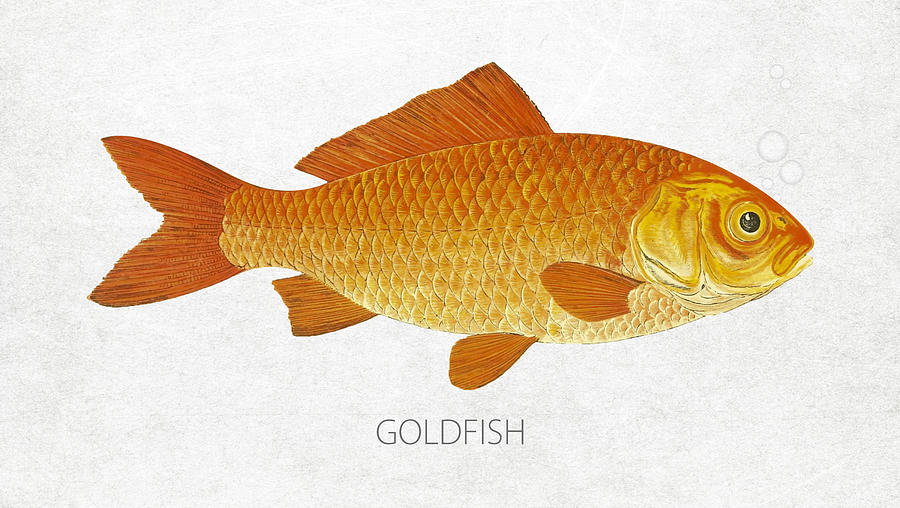 Goldfish Digital Art - Goldfish by Aged Pixel