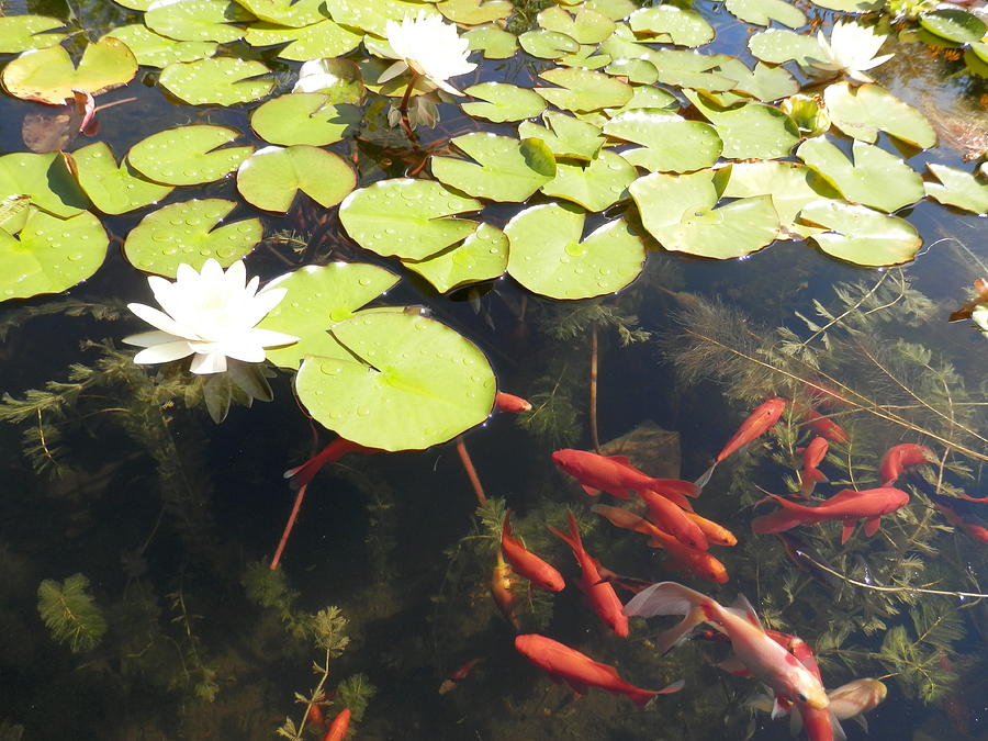 Goldfish and Water Lily 1 Photograph by Pema Hou