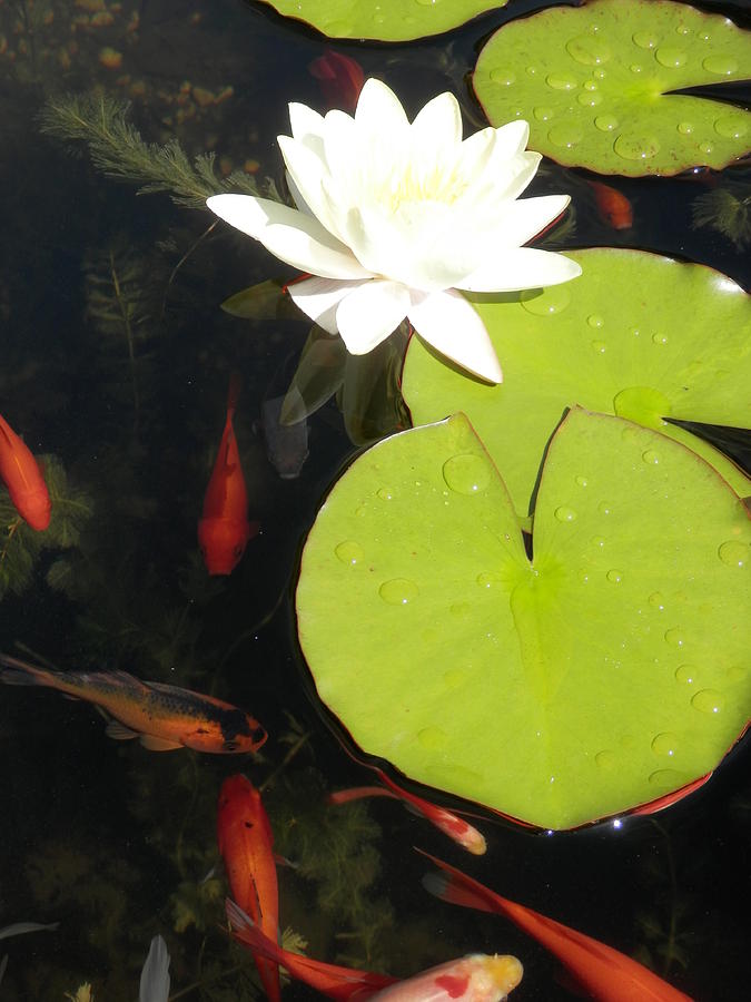 Gold Fish Photograph - Goldfish and Water Lily by Pema Hou