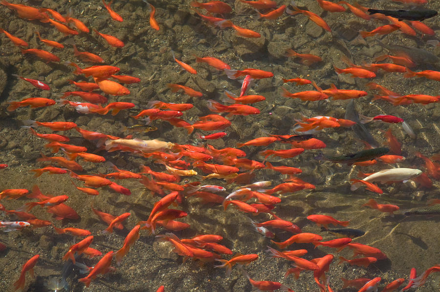 Goldfish Photograph - Goldfish Carassius Auratus Swimming by Panoramic Images