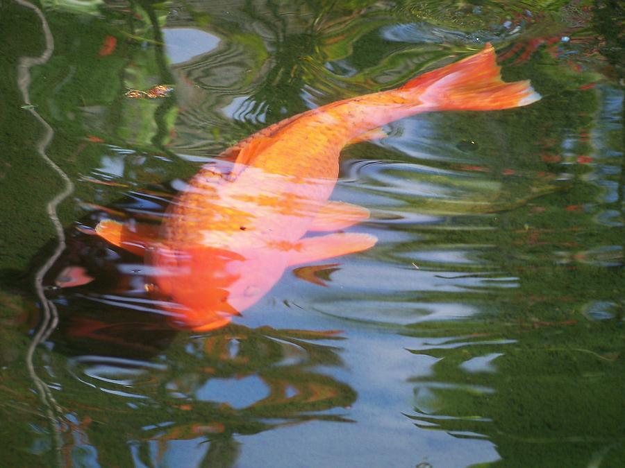 Goldfish Photograph by Cornelia DeDona