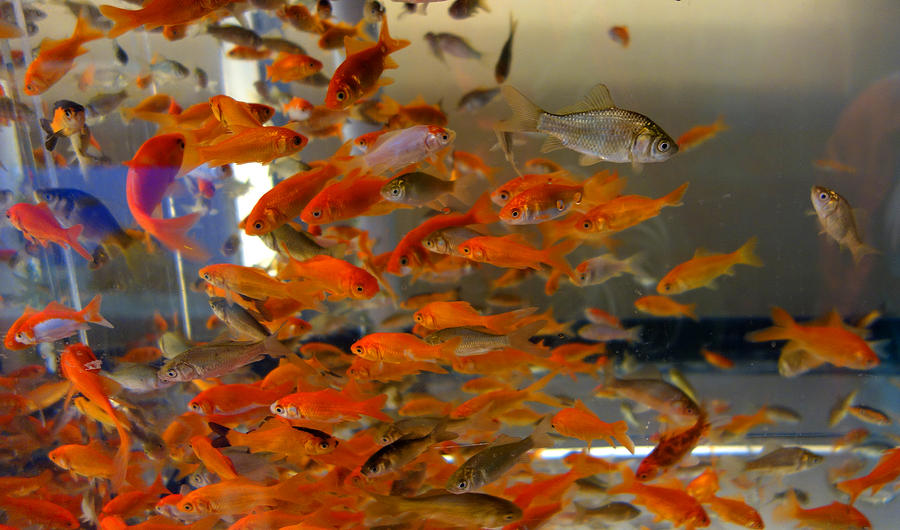 Goldfish Photograph - Goldfish by Diane Lent