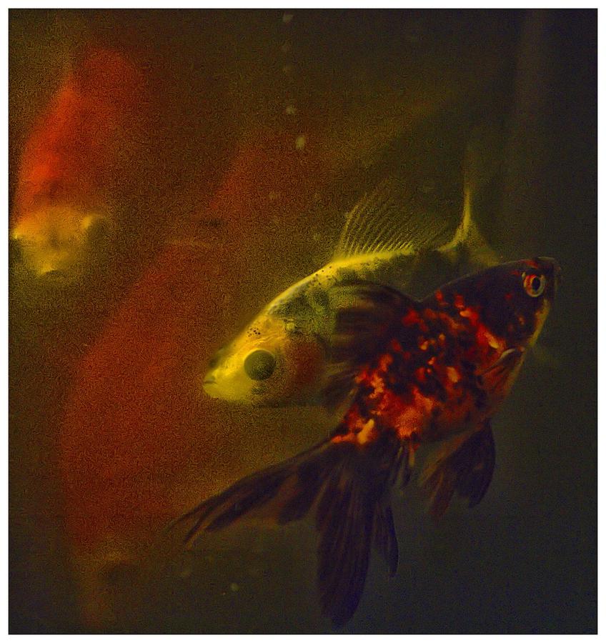 Goldfish Photograph - Goldfish by Don Schaeffer