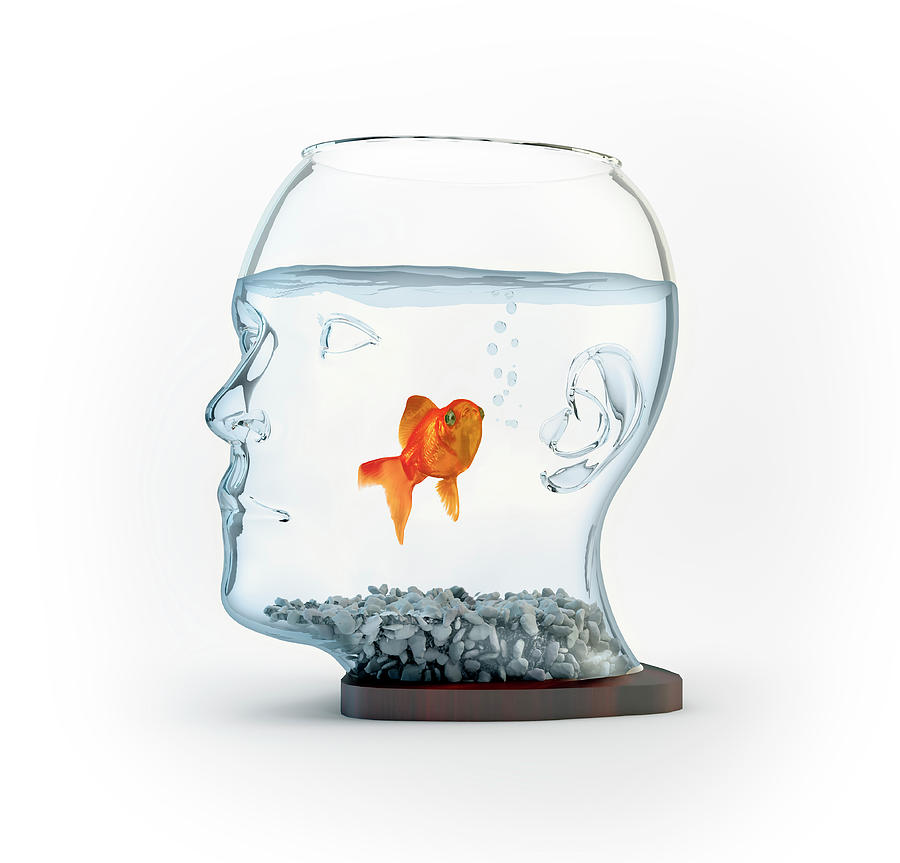 Goldfish In A Bowl Photograph by Andrzej Wojcicki