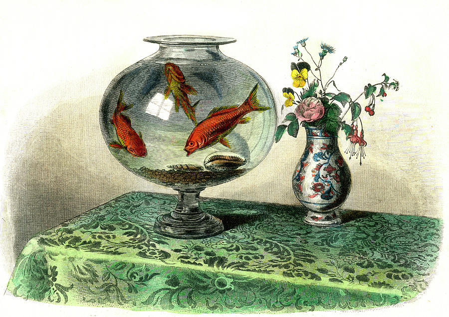 Goldfish In A Bowl Photograph by Collection Abecasis/science Photo Library