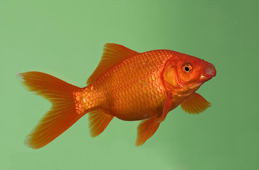 Goldfish In Aquarium Photograph by Konrad Wothe