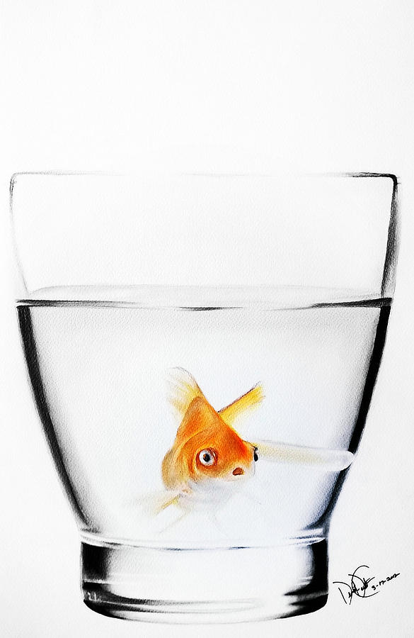 Goldfish in Glass Drawing by Desire Doecette