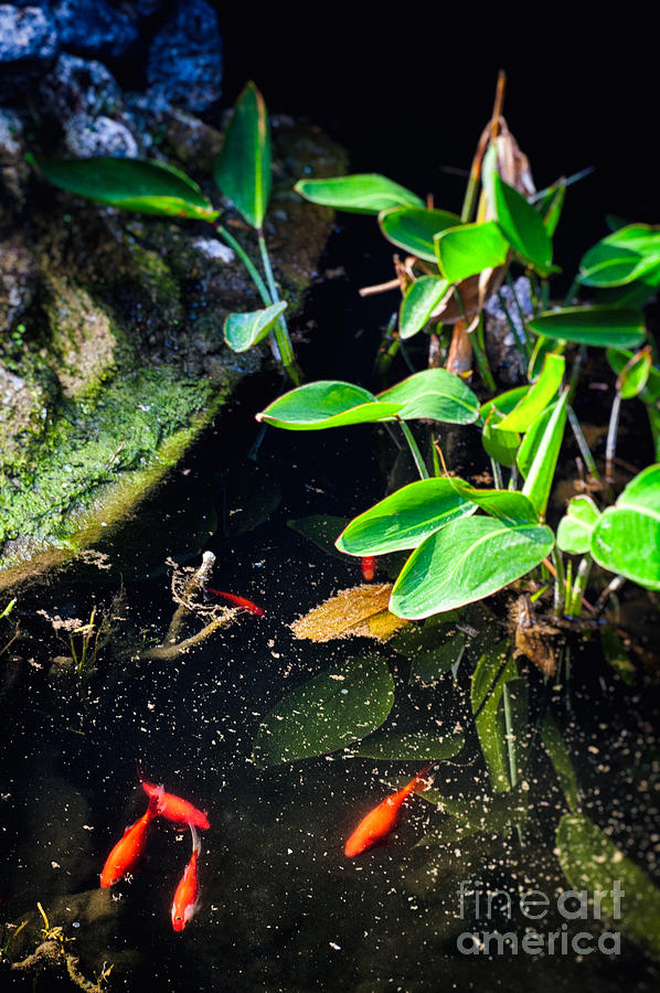 Goldfish Photograph - Goldfish in pond by Silvia Ganora