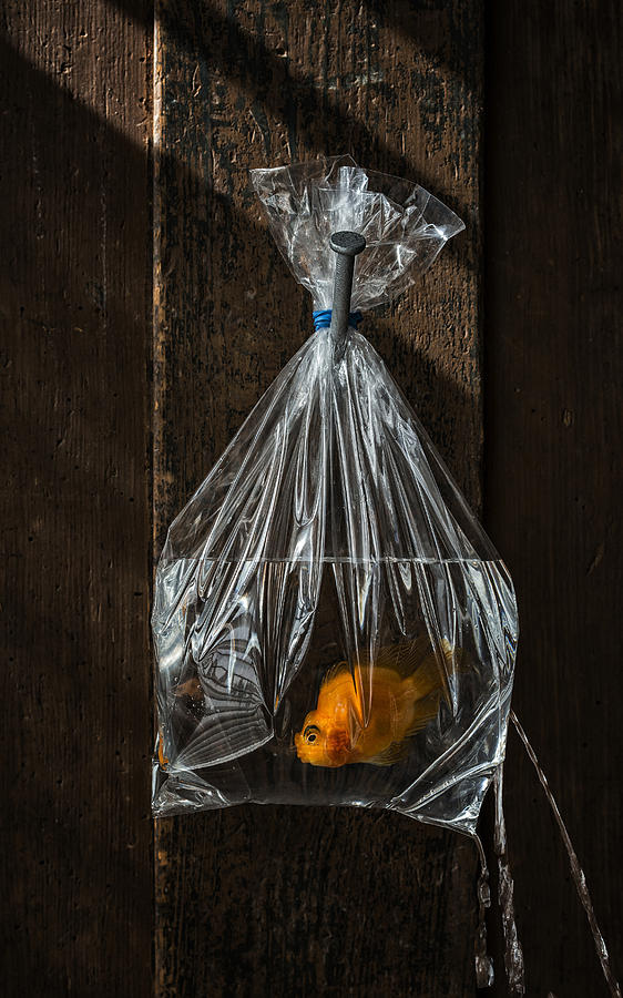 Goldfish in the Bag Photograph by Ian Gwinn