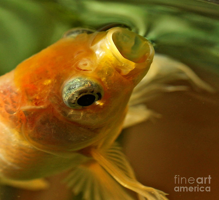 Goldfish Inhaling the Universe Photograph by Michael Cinnamond