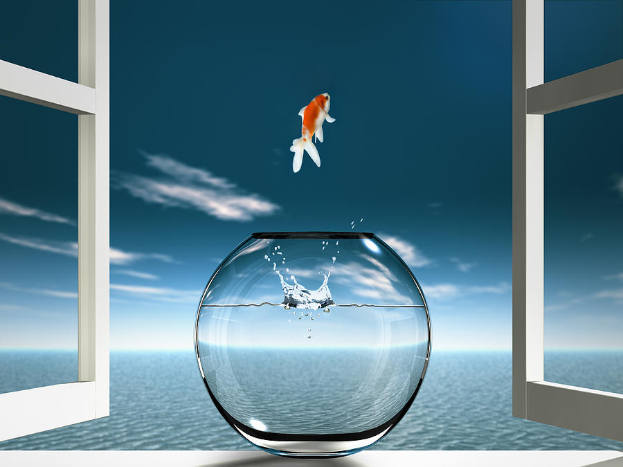 Goldfish  is jumping to sea from fishbowl Photograph by Hiroshi Watanabe