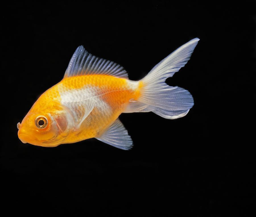 Goldfish Photograph by Jean-Michel Labat