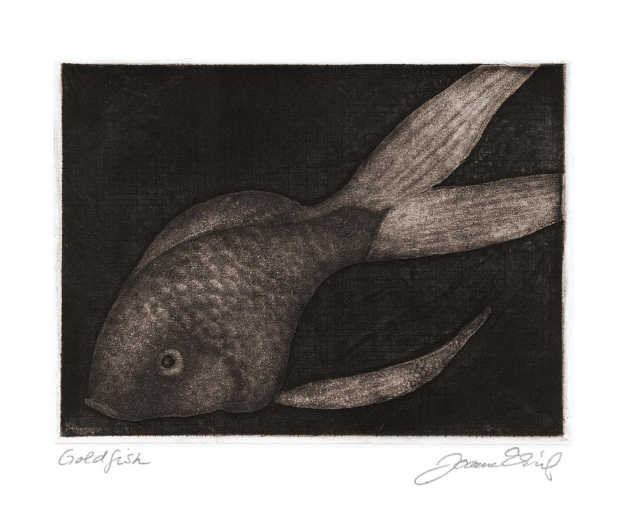 Goldfish Drawing By Joanne Ehrich - Fine Art America