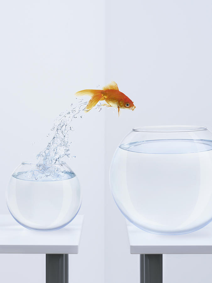 Goldfish jumping into bigger fishbowl Photograph by Adam Gault
