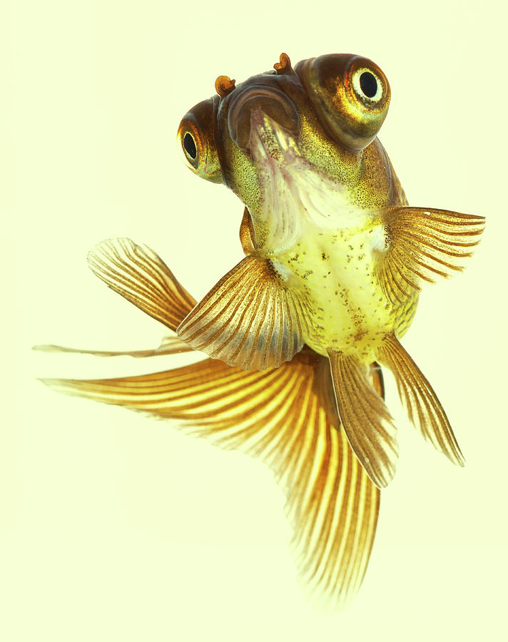 Goldfish Photograph by Mark Mawson