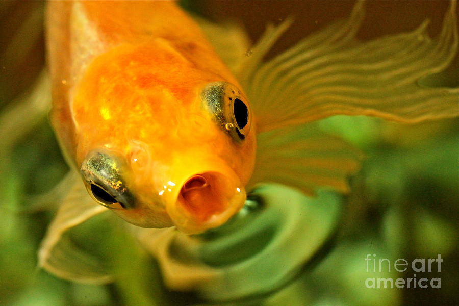 Goldfish on Green Photograph by Michael Cinnamond