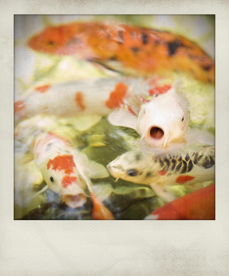 Goldfish Polaroid Photograph by Bradley R Youngberg