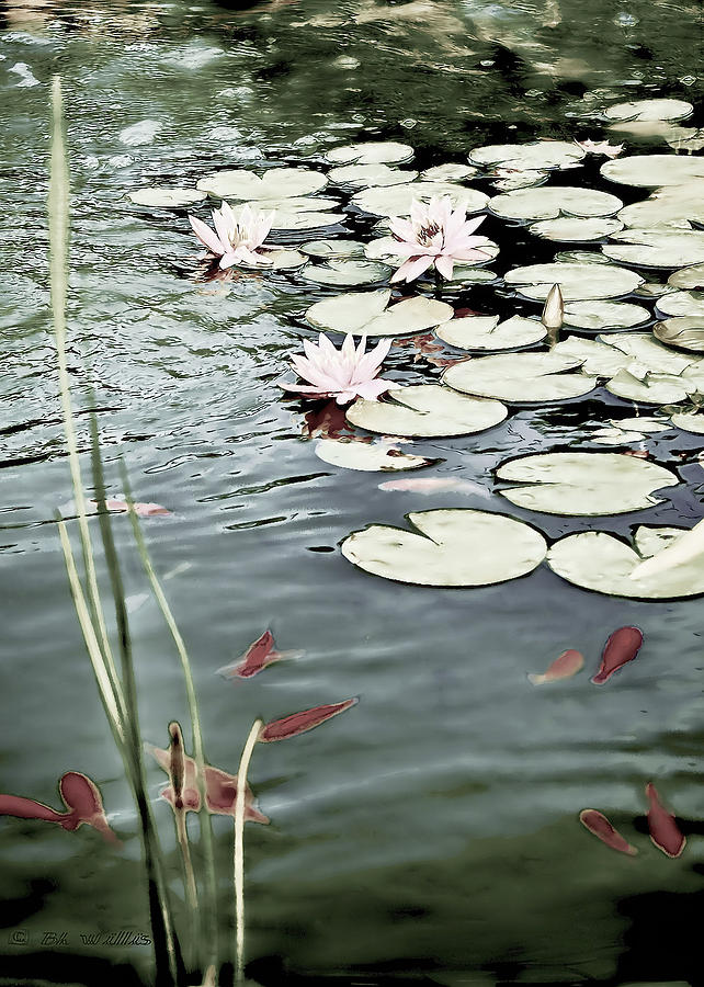 Goldfish Pond Photograph by Bonnie Willis