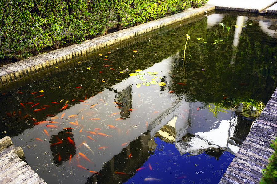 Goldfish Pond Photograph by Madeline Ellis