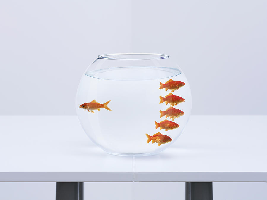 Goldfish separating from crowd in fishbowl Photograph by Adam Gault