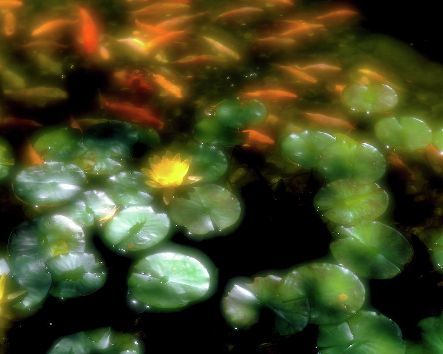 Horizontal Photograph - Goldfish Swimming By Lily Pads In Pond by Animal Images Horizontal Photograph - Goldfish Swimming By Lily Pads In Pond by Animal Images