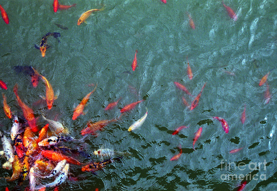 Goldfish Photograph by Tom Brickhouse