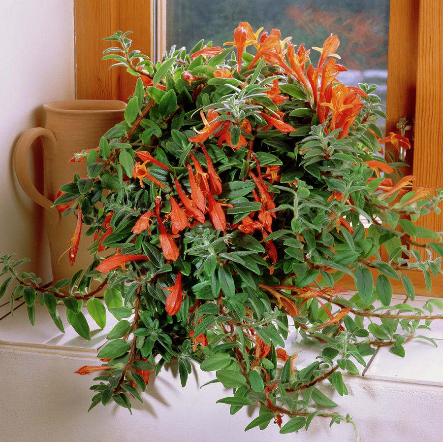 Nature Photograph - Goldfish Vine (columnea X Banksii) by The Picture Store/science Photo Library